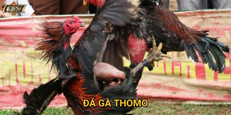 Đá gà Thomo có gì đặc biệt tại 7fun7?