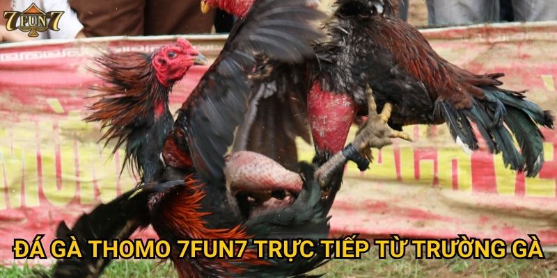 Đá gà Thomo 7fun7 trực tiếp từ trường gà