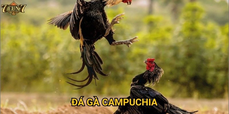 Tại sao đá gà Campuchia lại hot tại 7fun7?