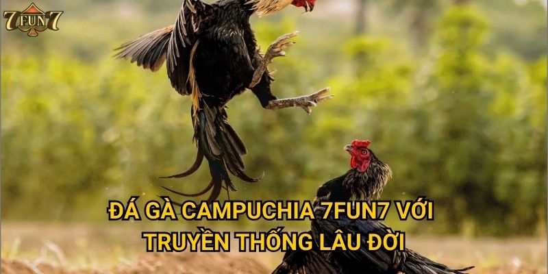 Đá gà campuchia 7fun7 với truyền thống lâu đời