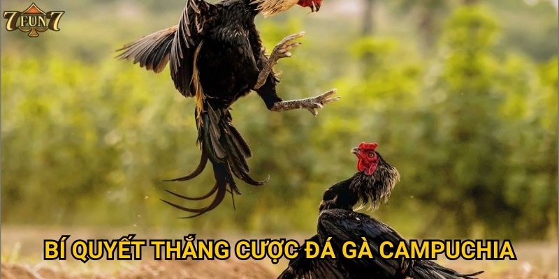 Bí quyết thắng cược đá gà Campuchia