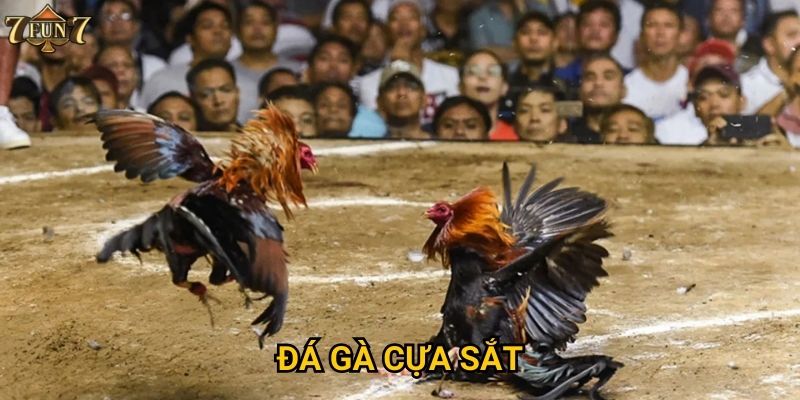 Đá gà cựa sắt có nguy hiểm như thế nào tại 7fun7?