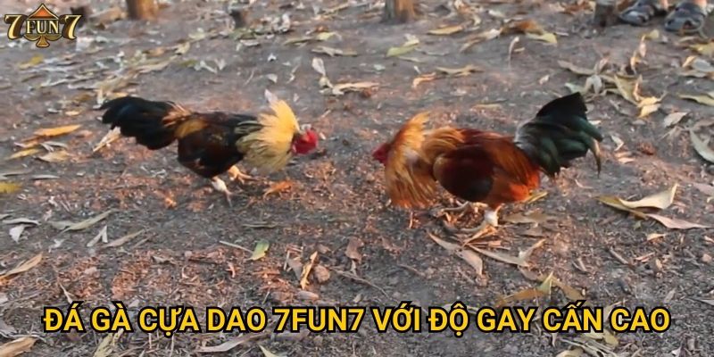 Đá gà cựa dao 7fun7 với độ gay cấn cao