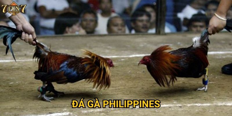 Đá gà Philippines có gì thu hút tại 7fun7?